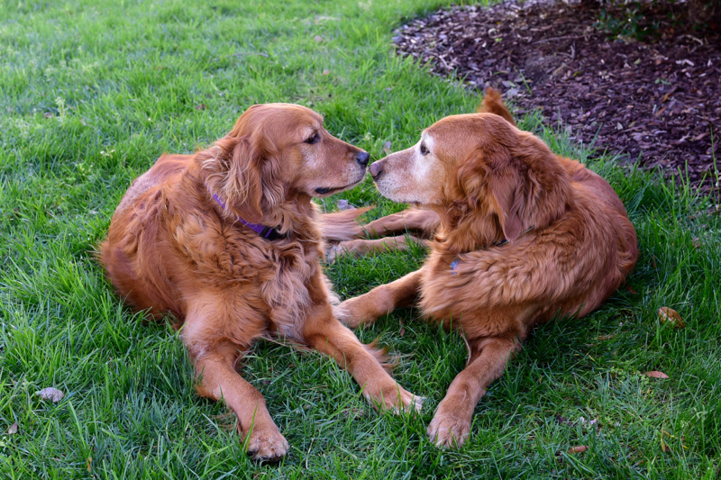 Families, Cute Kids and Pets